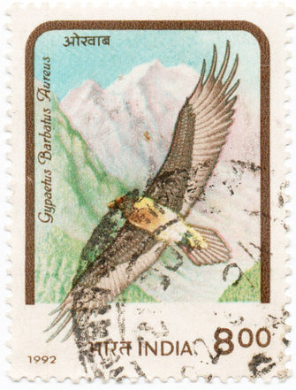 India Gypaetus Barbatus Aureus Used Postage Stamp