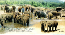 Srilanka Orphaned Giants on Earth Miniature sheet stamp